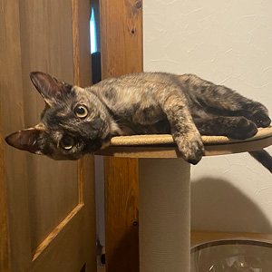 猫
