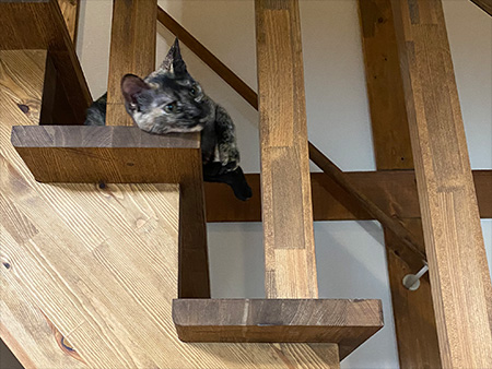 猫