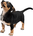 犬