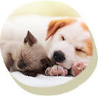 犬と猫