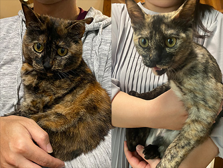 猫