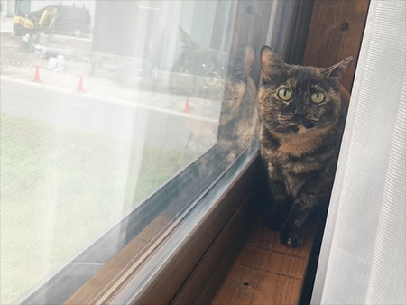 猫