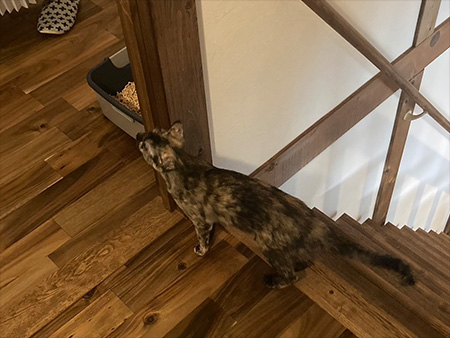 猫