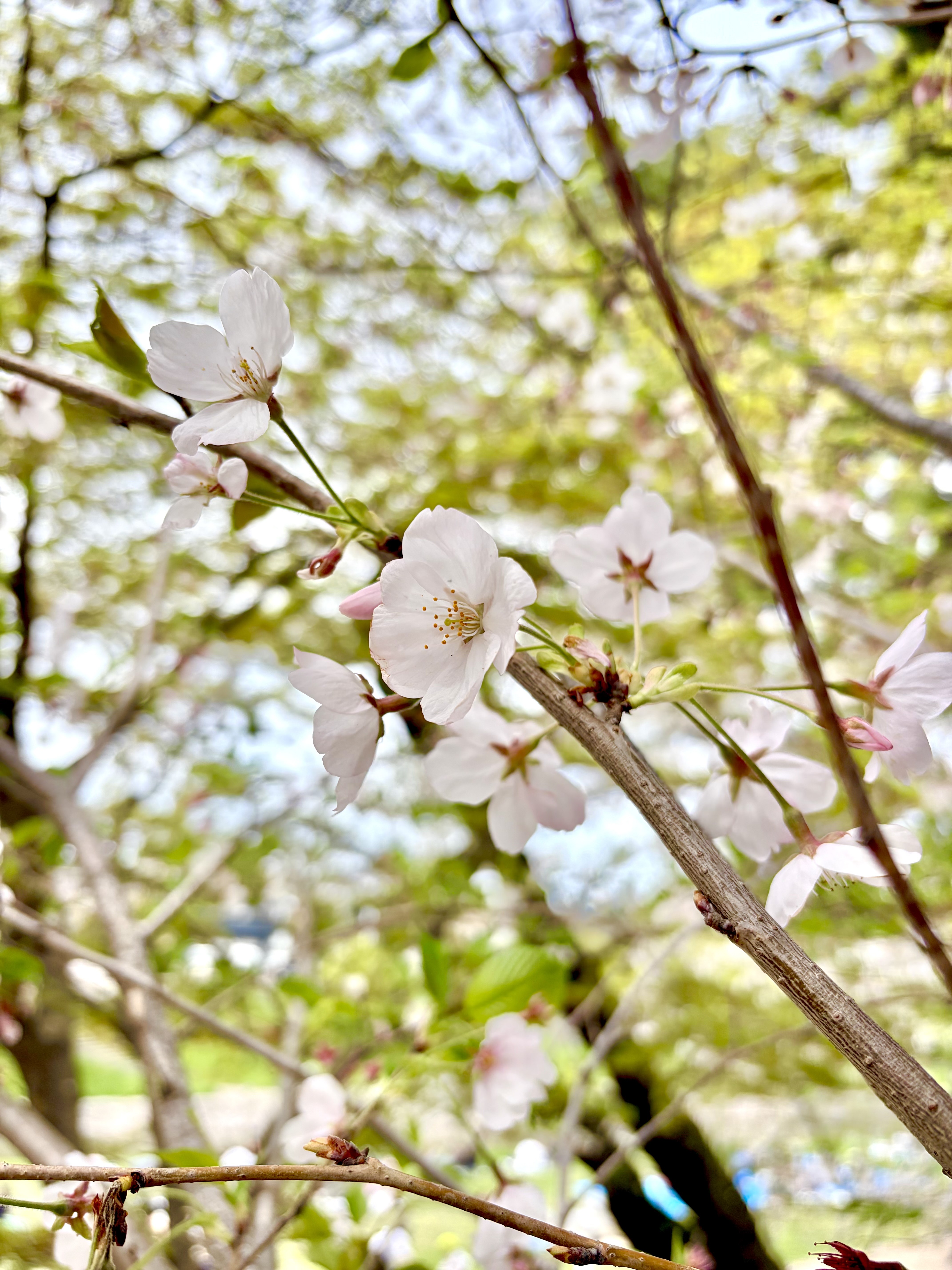 冬があけて、春がやってきました